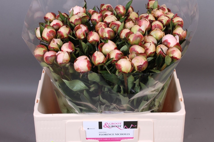 <h4>Paeonia Florence Nicholls</h4>