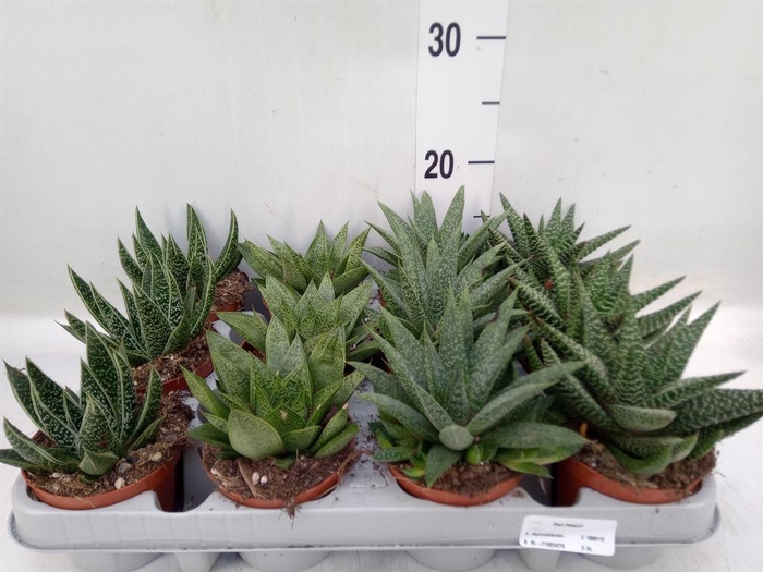 <h4>Aloe ...mix</h4>