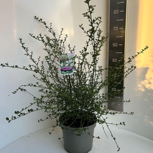 Ceanothus thyrsiflorus