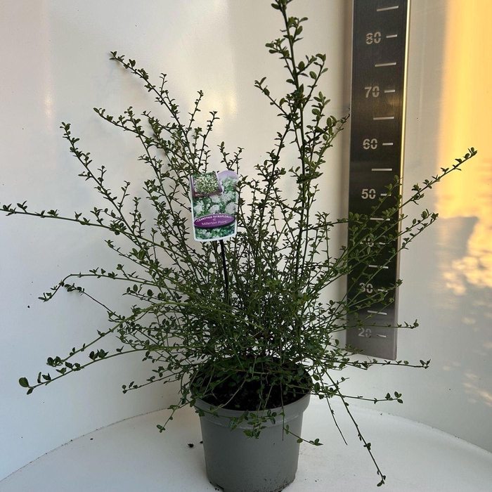 <h4>Ceanothus thyrsiflorus</h4>