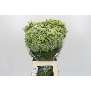 Ammi Visnaga