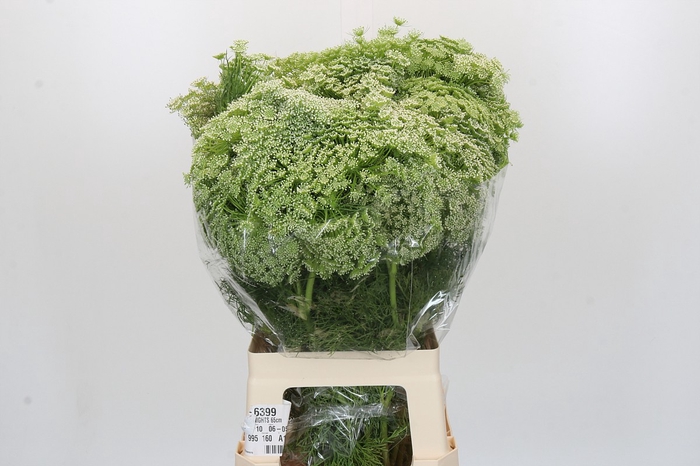Ammi Visnaga