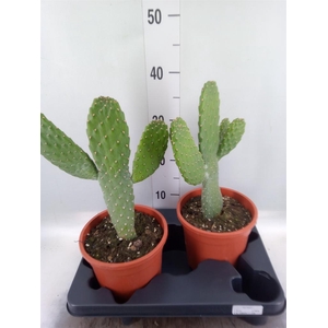 Opuntia