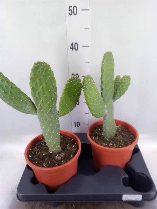 <h4>Opuntia</h4>