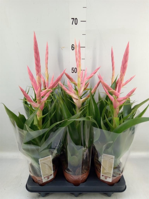 <h4>Tillandsia  'Dolce'</h4>