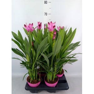 Curcuma alism. 'Siam Splash'