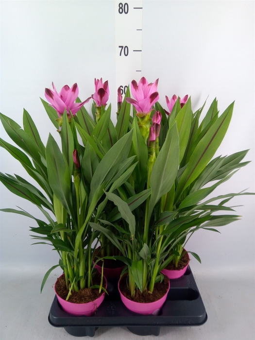 <h4>Curcuma alism. 'Siam Splash'</h4>