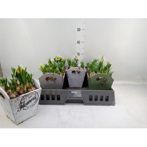 Arr.  Narcissus Tete Tete L%