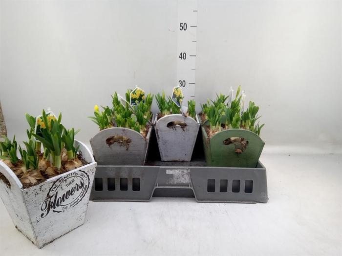 <h4>Arr.  Narcissus Tete Tete L%</h4>