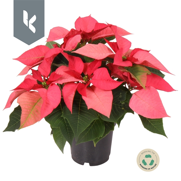 <h4>Euphorbia pulcherrima Mars Pink</h4>