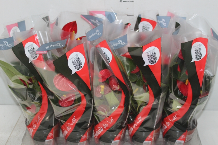 <h4>ANTHURIUM RED SUCCESS P12</h4>