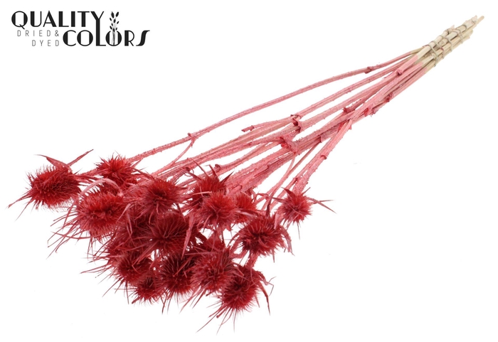 <h4>Droogbloemen   ...bewerkt H%</h4>