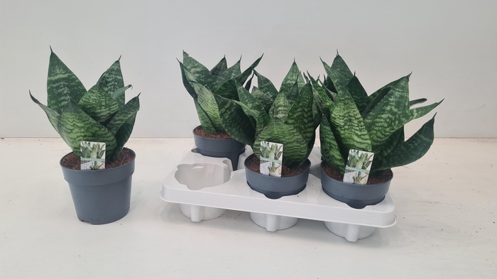 <h4>SANSEV HAHNII</h4>