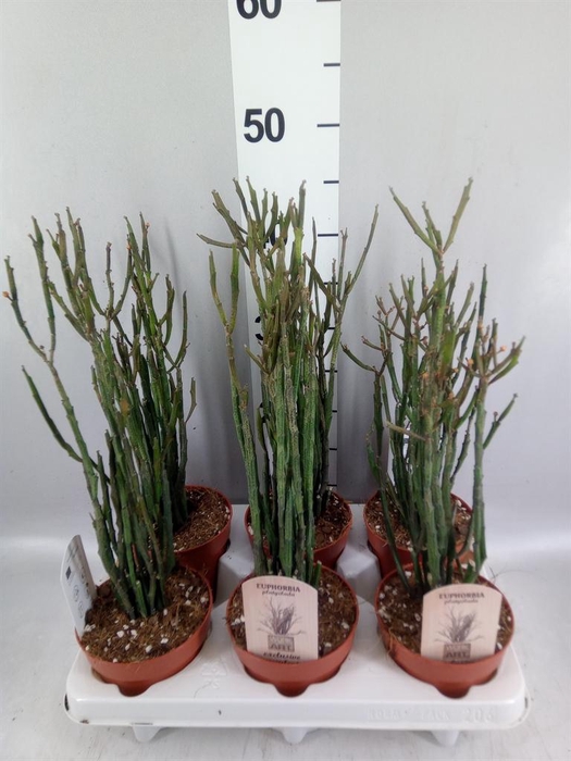 <h4>Euphorbia   ...</h4>