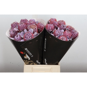 Banksia Wx Milka