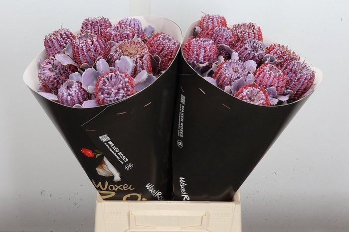 <h4>Banksia Wx Milka</h4>