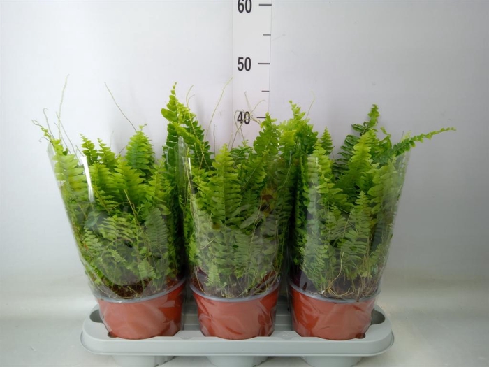 <h4>Nephrolepis exal. 'Green Moment'</h4>