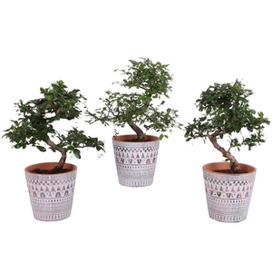 Bonsai Indoor Mix Ø12cm S-Shape in Ø 14cm Ceramic Pot Inca