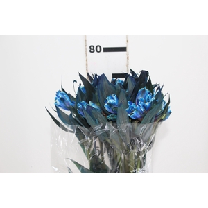 ALSTROEMERIA TINGIDA 080 CM AZUL