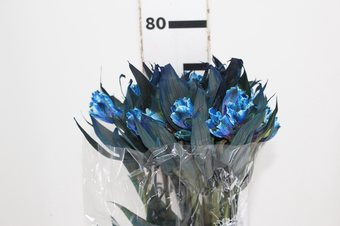 <h4>ALSTROEMERIA TINGIDA 080 CM AZUL</h4>