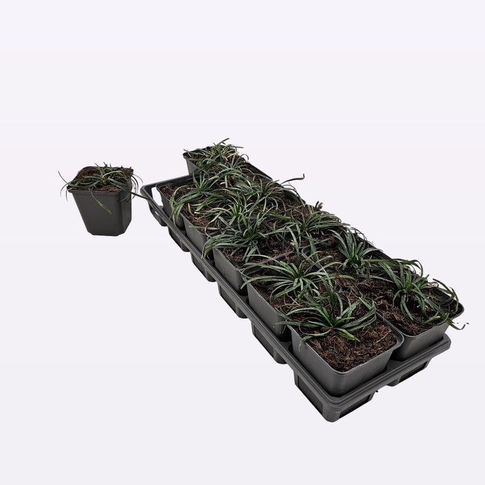 <h4>Ophiopogon Jap. 'Minor'</h4>