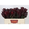 Leucadendron Saf Sunset Dark R.