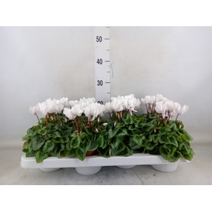 Cyclamen KL 'Donatello'