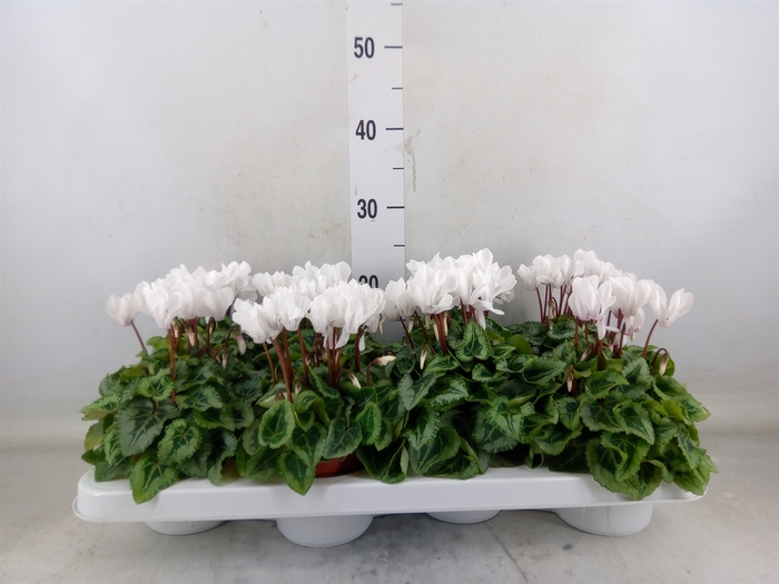 <h4>Cyclamen KL 'Donatello'</h4>