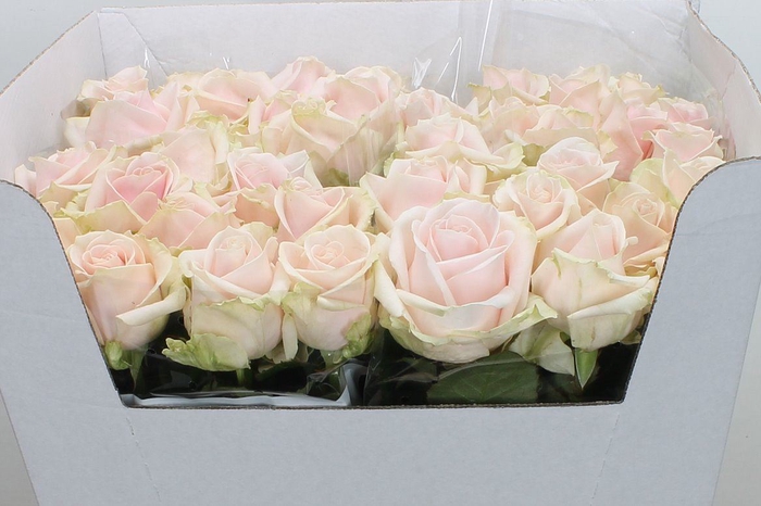 <h4>Rosa GR 'Sweet Avalanche'</h4>
