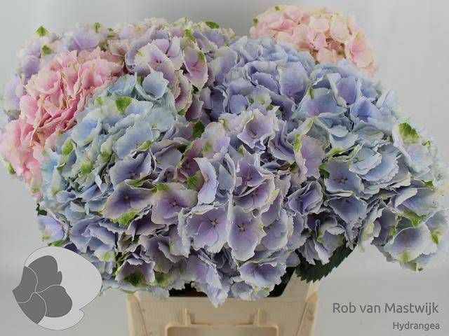 <h4>HYDR M CH VERENA BL</h4>