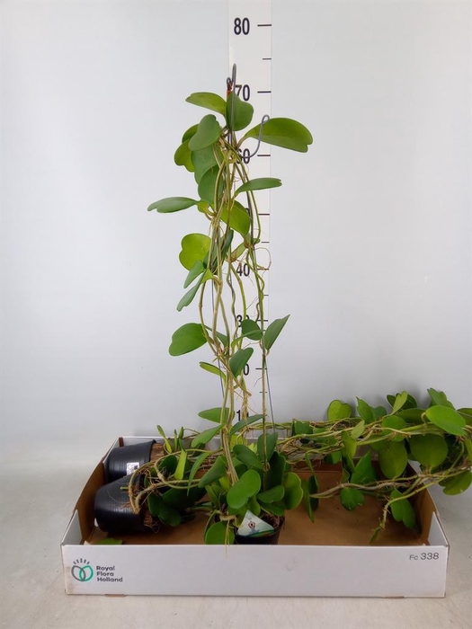 <h4>Hoya kerrii</h4>