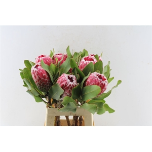 Protea Empress