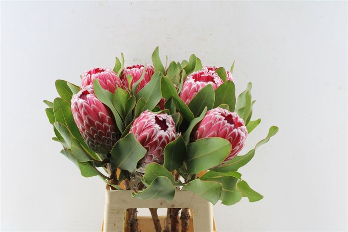 <h4>Protea Empress</h4>