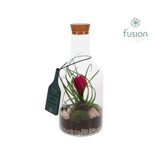 Green Bottle Fles Small met Tillandsia