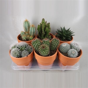 Cactus gemengd