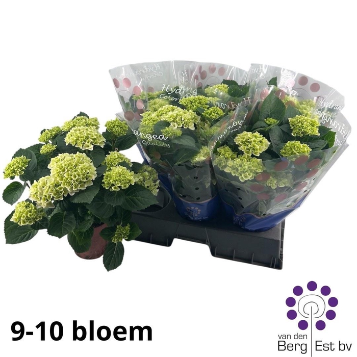 <h4>HYDR M HI WHITE SUN</h4>