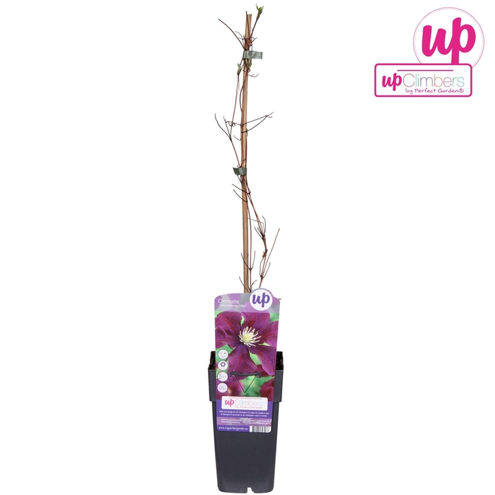 <h4>Clematis Warszawska</h4>