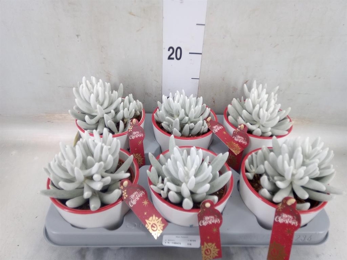 <h4>Senecio ...</h4>