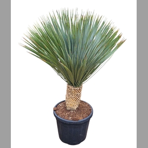 YUC ROSTRATA