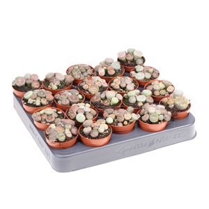 Lithops spp.