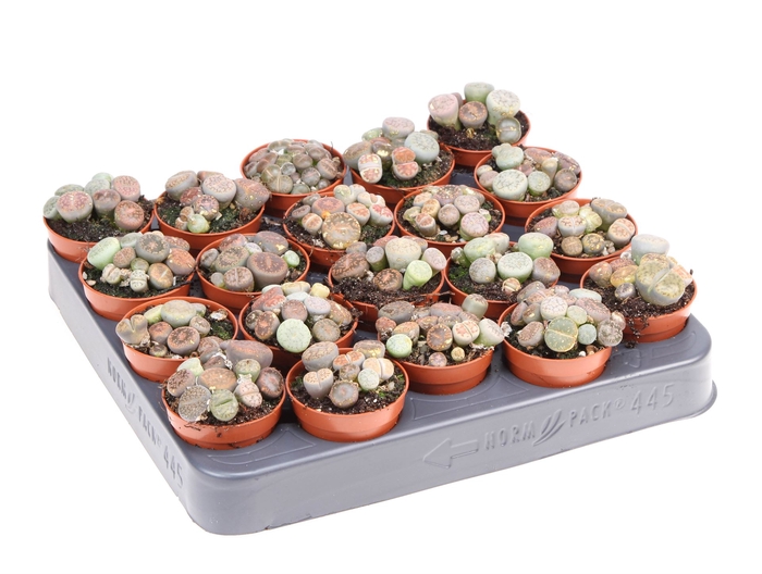 <h4>Lithops spp.</h4>