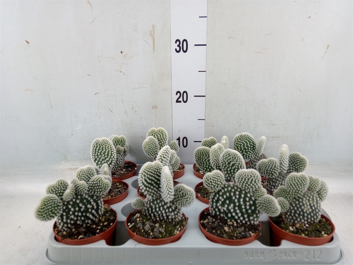 <h4>Opuntia microdasys 'Albispina'</h4>