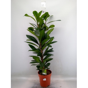 Ficus   ...