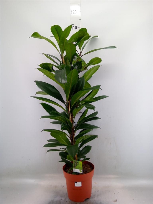 <h4>Ficus   ...</h4>