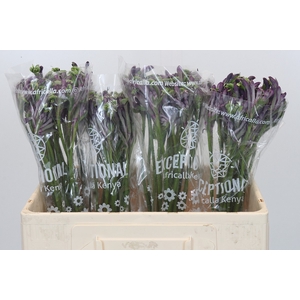 Anigozanthos Celebrations Firework