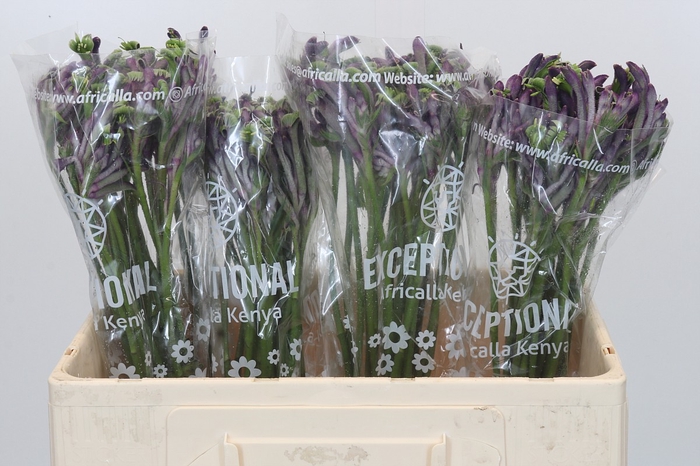 <h4>Anigozanthos Celebrations Firework</h4>