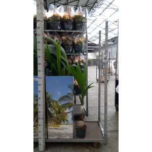 Cocos nucifera