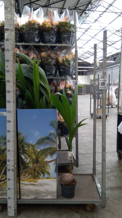 <h4>Cocos nucifera</h4>