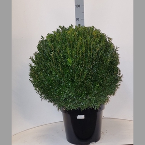 BUXU SEMPERVIRENS
