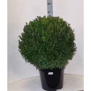 BUXU SEMPERVIRENS